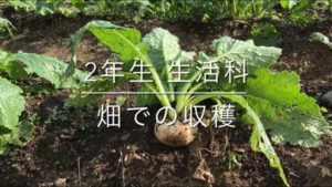 生活科で野菜の収穫 youtubeサムネイル