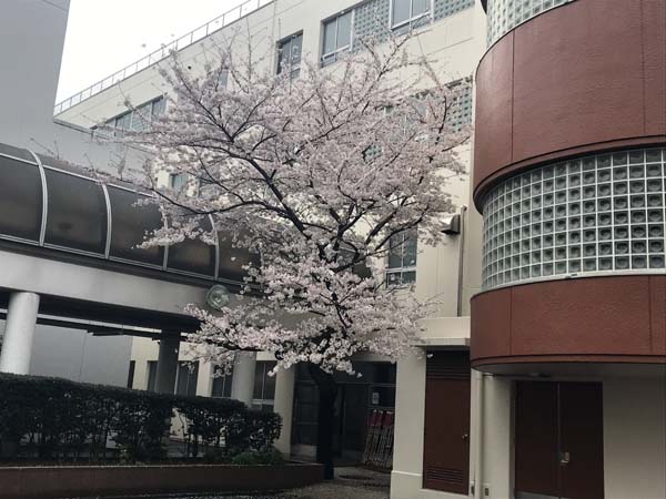 ドン・ボスコ広場 桜